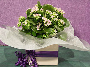 Kalanchoe - A bright and cheery addition to any occasion.  A very hardy plant with a vast array of colours.  Longlasting flowering season and very hardy<br><br>Code:554-5488-554-0000062451