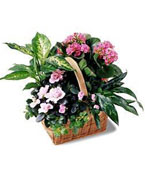 Pink Assortment  garden