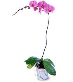 Phalaenopsis Lavender - This exquisite blooming orchid plant is great for 