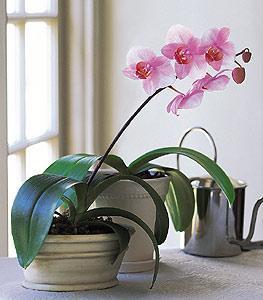 Lavender Fresh Orchid - A lovely lavender orchid is the perfect choice to send for any occasion. So send it, and you''ll really send that special someone.( Orchid may vary due to season and country ). Our Guarantee Delivery Policy Substitution Policy<br><br>Code:804-1699-804-0000059414