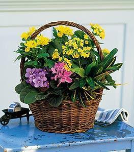 Petite European Basket - This lively mix of African violet, cyclamen and kalanchoe plants really packs a lot of beauty into its petite wicker basket. Great for any occasion.  Blooming African violet, cyclamen and kalanchoe plants, along with a colorful speckled croton plant, arrive in a natural basket with handle.  Approximately 12