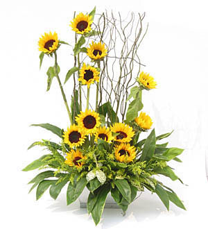 Sunburst of joy - It is time to show your joy for your loved ones success. Sunburst of joy, an ode to the Sun with an array of Sunflowers.<br><br>Code:458-2974-458-0000108917