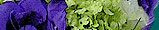 Welcome to Confetti