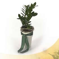 Plant Kerry