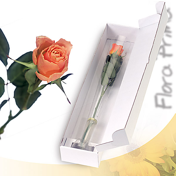 Amor arancione - Love strikes in the most unlikely manner

Single orange rose in a quality gift box

Single orange rose in a quality gift box, plastic stand and water receptacle 
Delivery includes a greeting card<br><br>Code:056-6472-056-0000068451