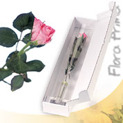 Amor rosa