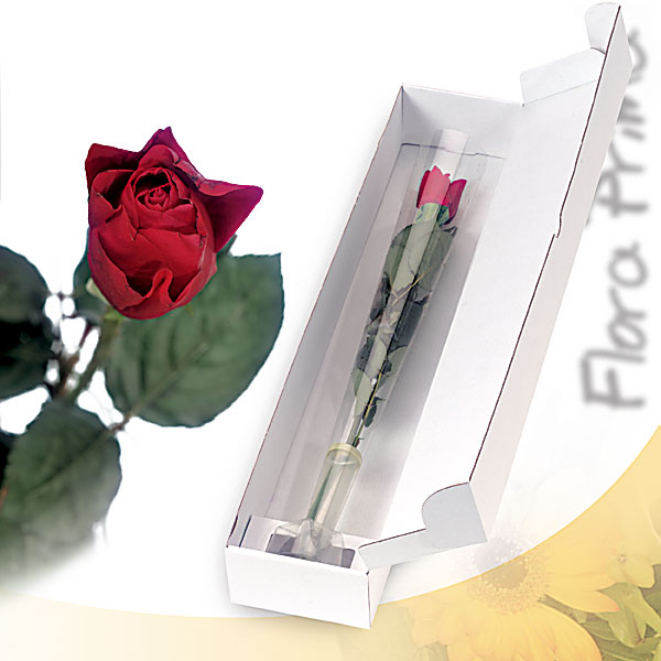 Amor rosso - Love strikes in the most unlikely manner

Single red rose in a quality gift box

Single red rose in a quality gift box, plastic stand and water receptacle 
Delivery includes a greeting card 
  Product information<br><br>Code:056-2011-056-0000068449