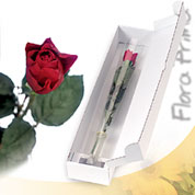Amor rosso