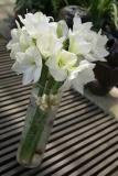 Amaryllis - Pure white amaryllis in glass vase. SGD 179.4