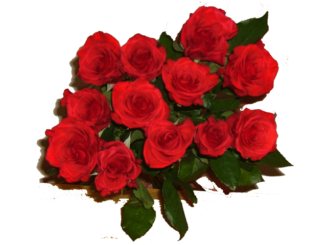 Everyday Kisses ( 12 Roses ) - Long stem red roses. Guaranteed to warm anyone�s heart. (Also available in other colours)<br><br>Code:710-5398-710-0000098730