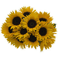 Sunflowers 30 pcs