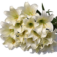 White Lilies 24 pcs