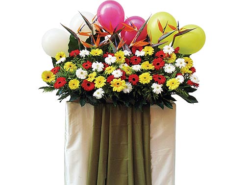 Magnificence - A magnitude of bright-coloured gerberas, bird of paradise, solidago and foliage, with colourful balloons.<br><br>Code:702-498-702-0000098175