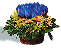 Blue roses in basket