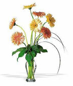Grand Gerberas