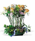 Rose Topiary