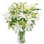 Lilies and More