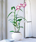 Dendrobium Orchid