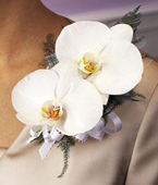 Double Phalaenopsis Corsage