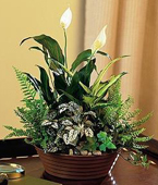 White DishGarden