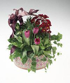 Basket of green and blooming plants.
