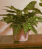 Chineses green plant