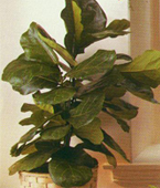Fiddle Leaf Fig (FiCus Lyrata) plant
