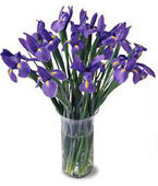 Irises Bouquet