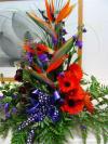 Strelitzia Delight
