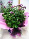 Chrysanthemum