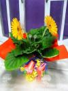 Gerbera