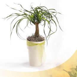 Plant Regenwald - Pony Tail Palm

Delivered with nursing instructions.

Contains: 1 Ceramic Bowl, 1 Pony Tail, Palm, 1 Moss, 1 Yellow Bow, Nursing instructions.<br><br>Code:056-8798-056-0000068479