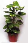 Money Plant