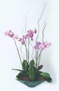 Elegance - <br><br>Code:702-212-702-0000056113