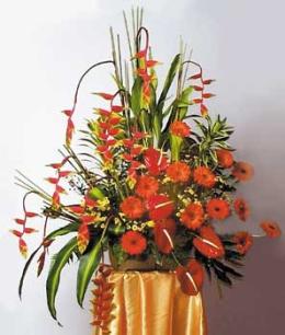 Bright Future - 6' 6 ft<br><br>Code:702-7662-702-0000056116