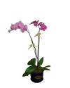 Orchid