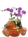 Orchid Plants