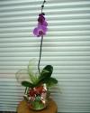 Orchid Plants