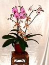 Orchid Plants