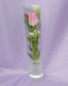 One Tulip in Vase